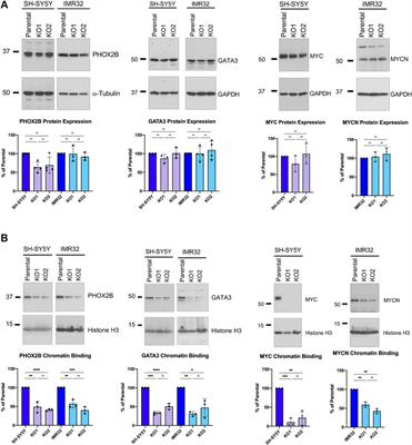 The proneural transcription factor ASCL1 regulates cell proliferation and primes for differentiation in neuroblastoma